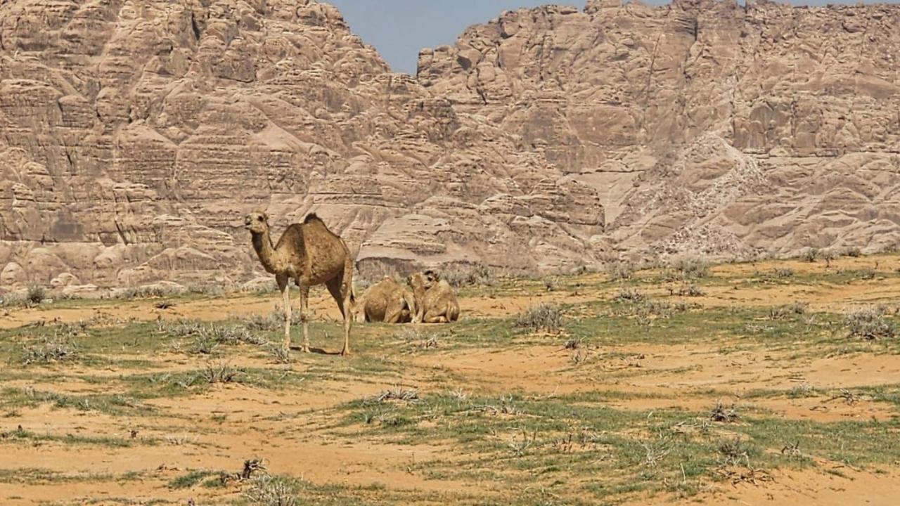 Tamim Luxury Wadi Rum Camp ภายนอก รูปภาพ